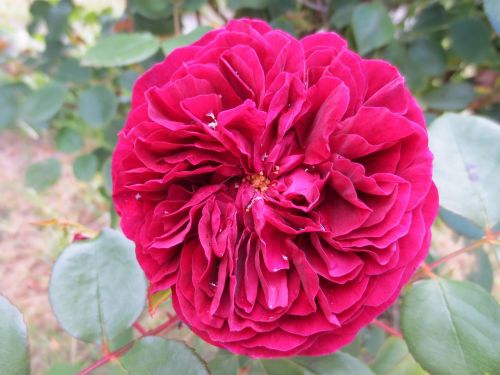 rose raindrops flower