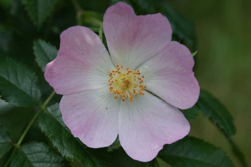 rose pink flower