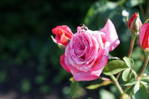 rose flower insect