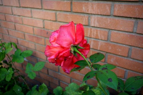 rose flower bloom