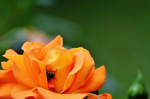 rose bee orange