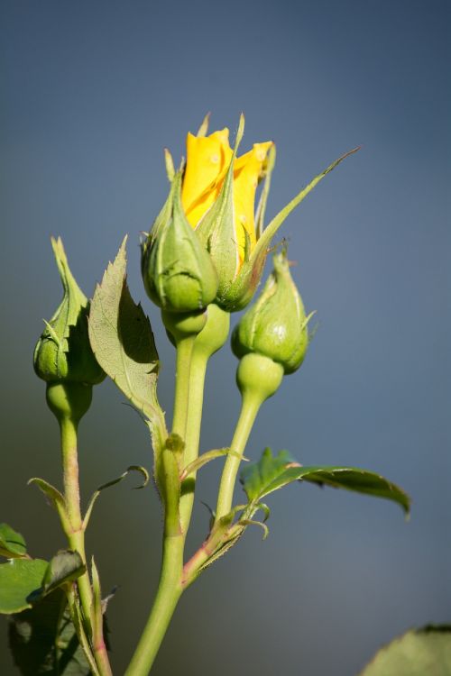 rose yellow yellow rose