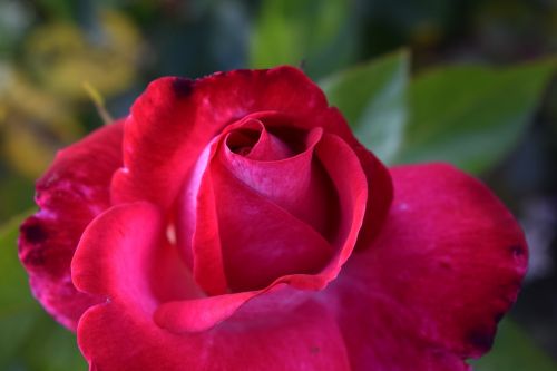 rose pink red