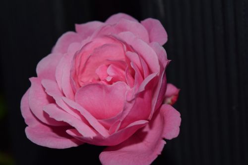 rose pink close