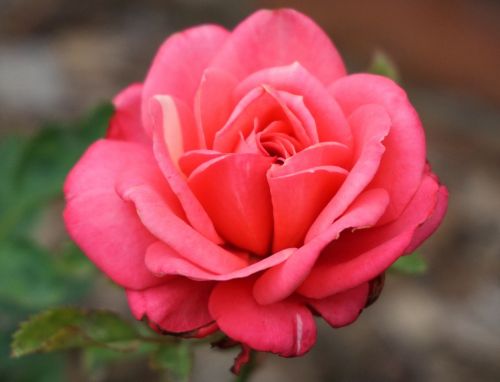 rose red blossom