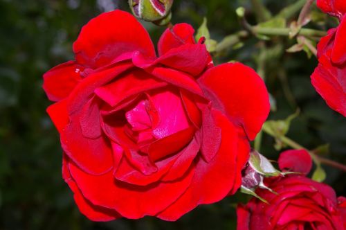 rose red rose scented rose