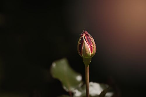 rose flower bud