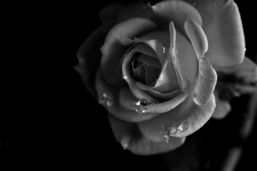 rose flower black and white