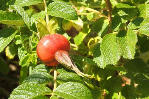 rose potato rose fruit