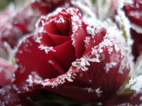 rose ice frozen