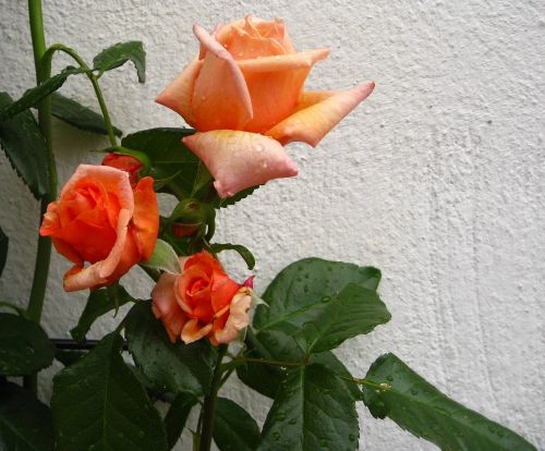 rose flowers orange rose