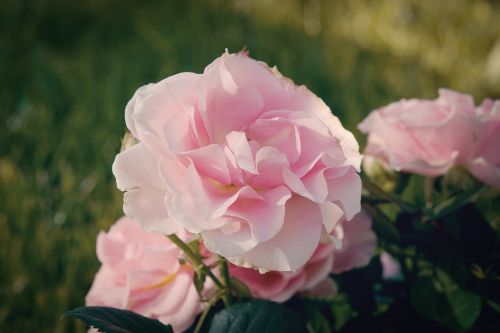 rose pink pink rose