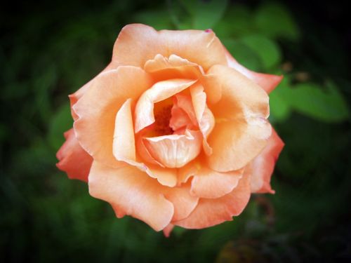 rose flower gardening