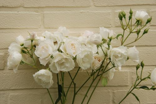 rose white wall