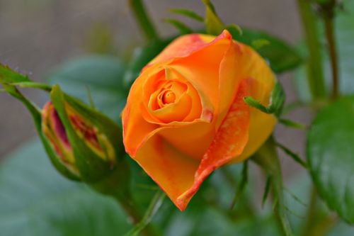 rose orange orange rose