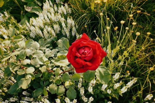 rose red flower bed
