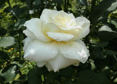 rose flower after the rain