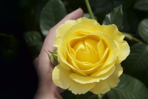 rose yellow garden