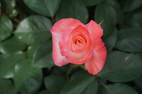 rose blossom garden