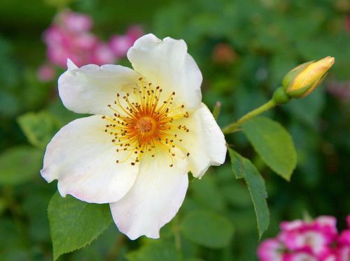 rose flower white