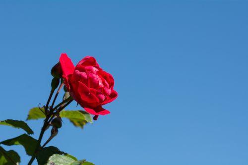 rose flower red