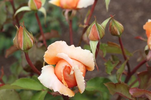 rose flower rose garden