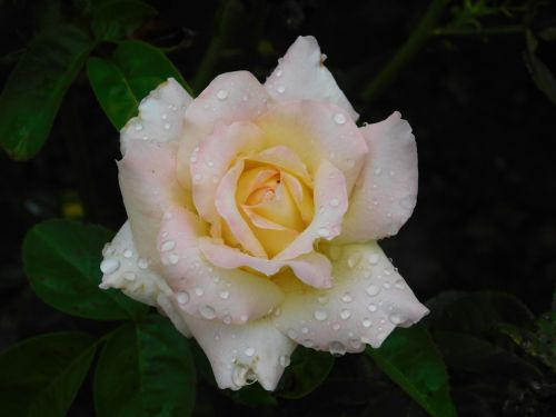 rose flower morning