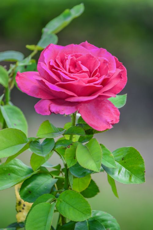 rose background beautiful