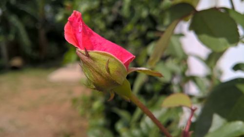 rose nature flower