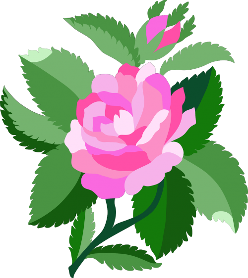 rose plant bloom