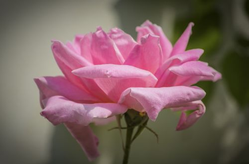 rose pink summer flower