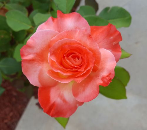 rose brigadoon bloom