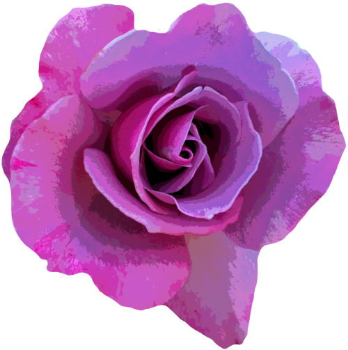 rose purple blossom