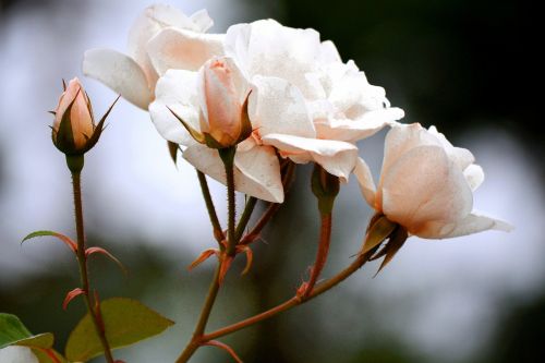 rose blooming summer