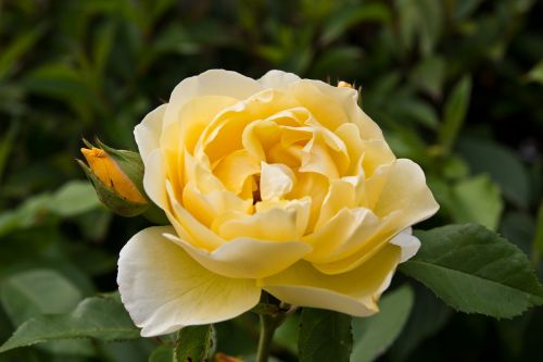 rose flower yellow