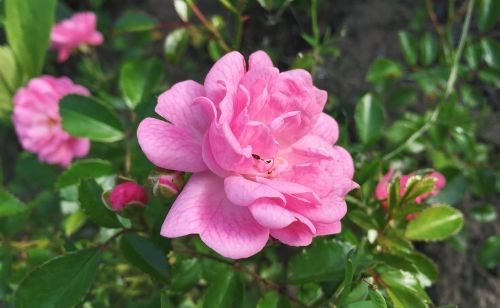 rose garden flowers