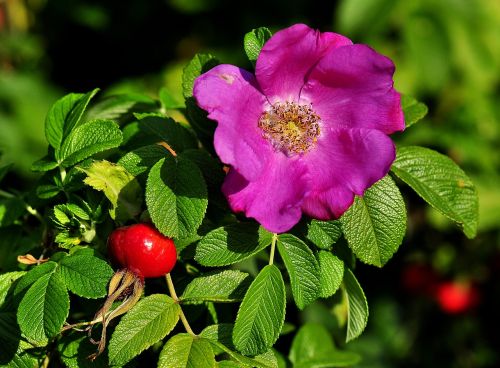 rose fruit flower