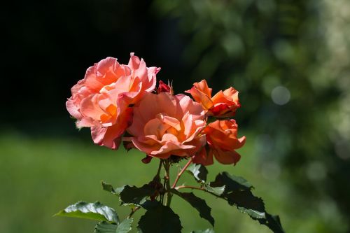 rose salmon garden