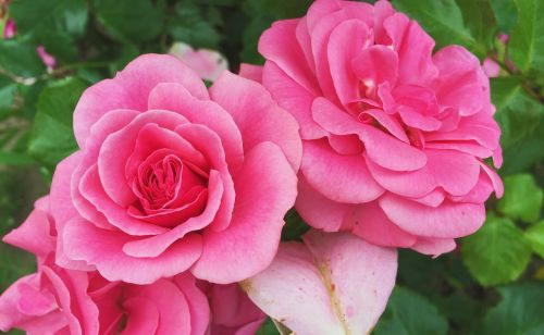 rose garden flowers