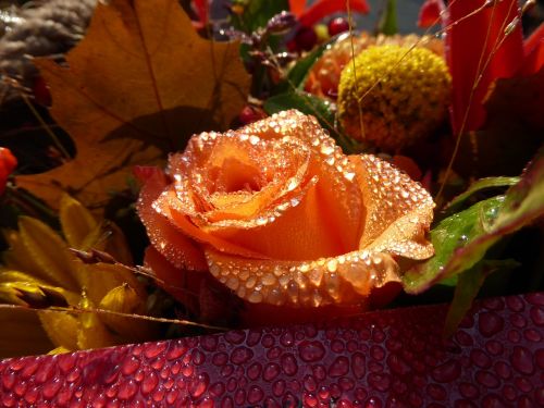 rose flower arrangement dew