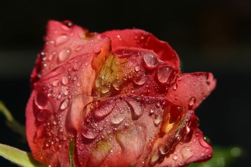 rose dewdrops sunlight
