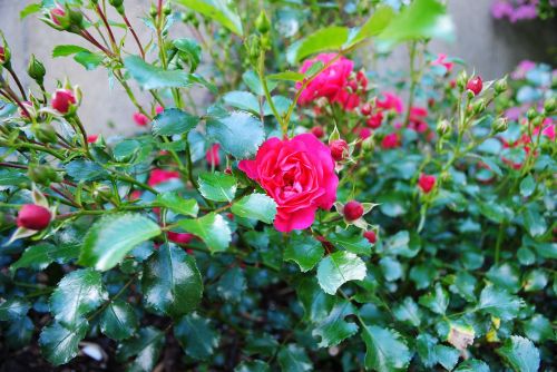 rose plant buds