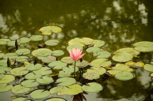 rose water rose nature