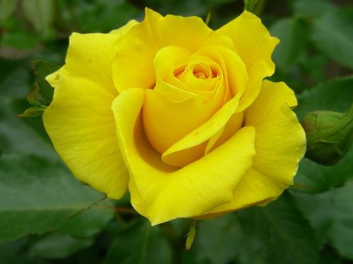 rose yellow close