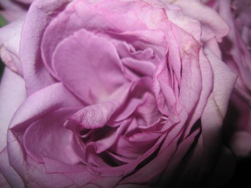 rose birthday floral