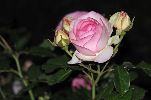 rose night pink