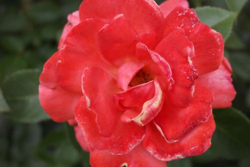 rose red rose color