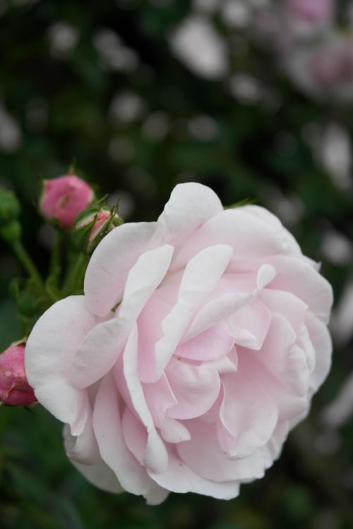 rose garden flower