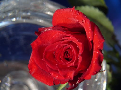 rose rose bloom flower