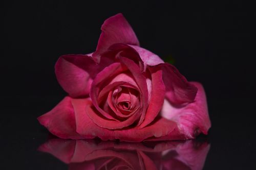 rose pink pink rose